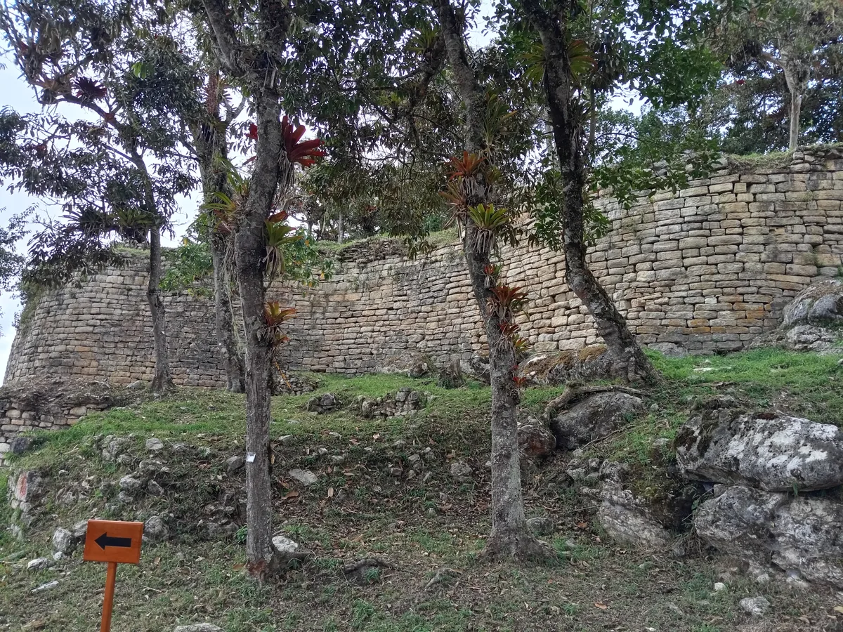 A curving section of Kuélap's coursed-limestone perimeter wall, several metres high, seen through tree trunks and red-leaved bromeliads growing along its base